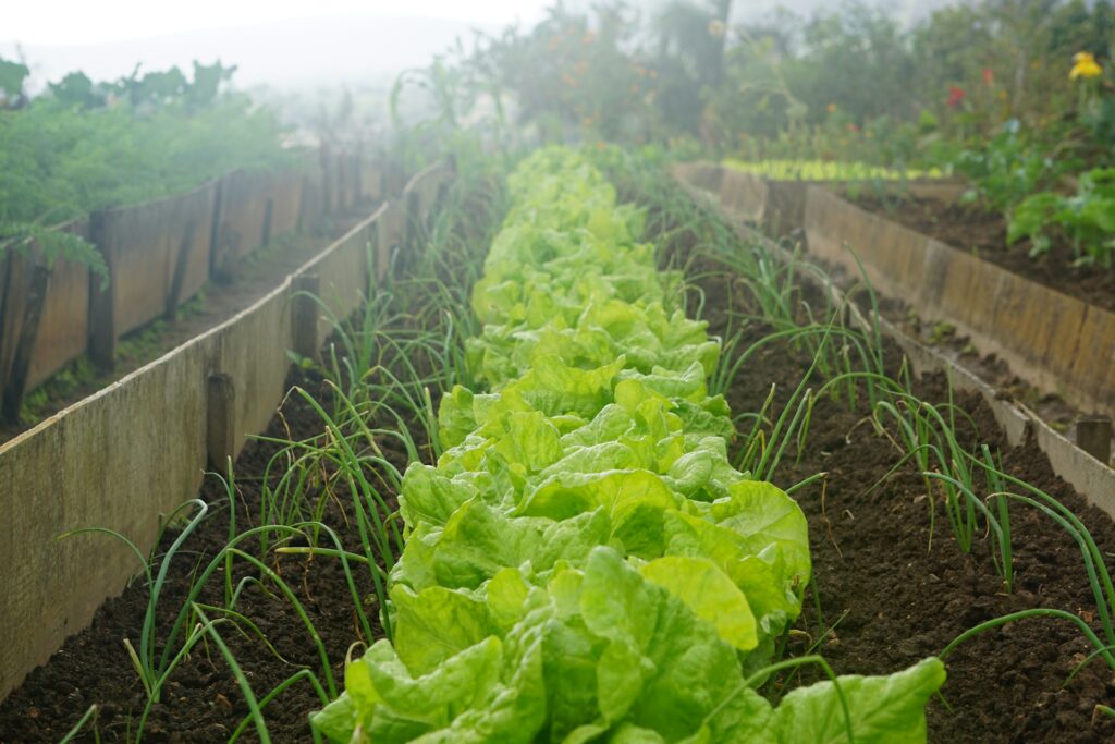 Planting Vegetable Garden