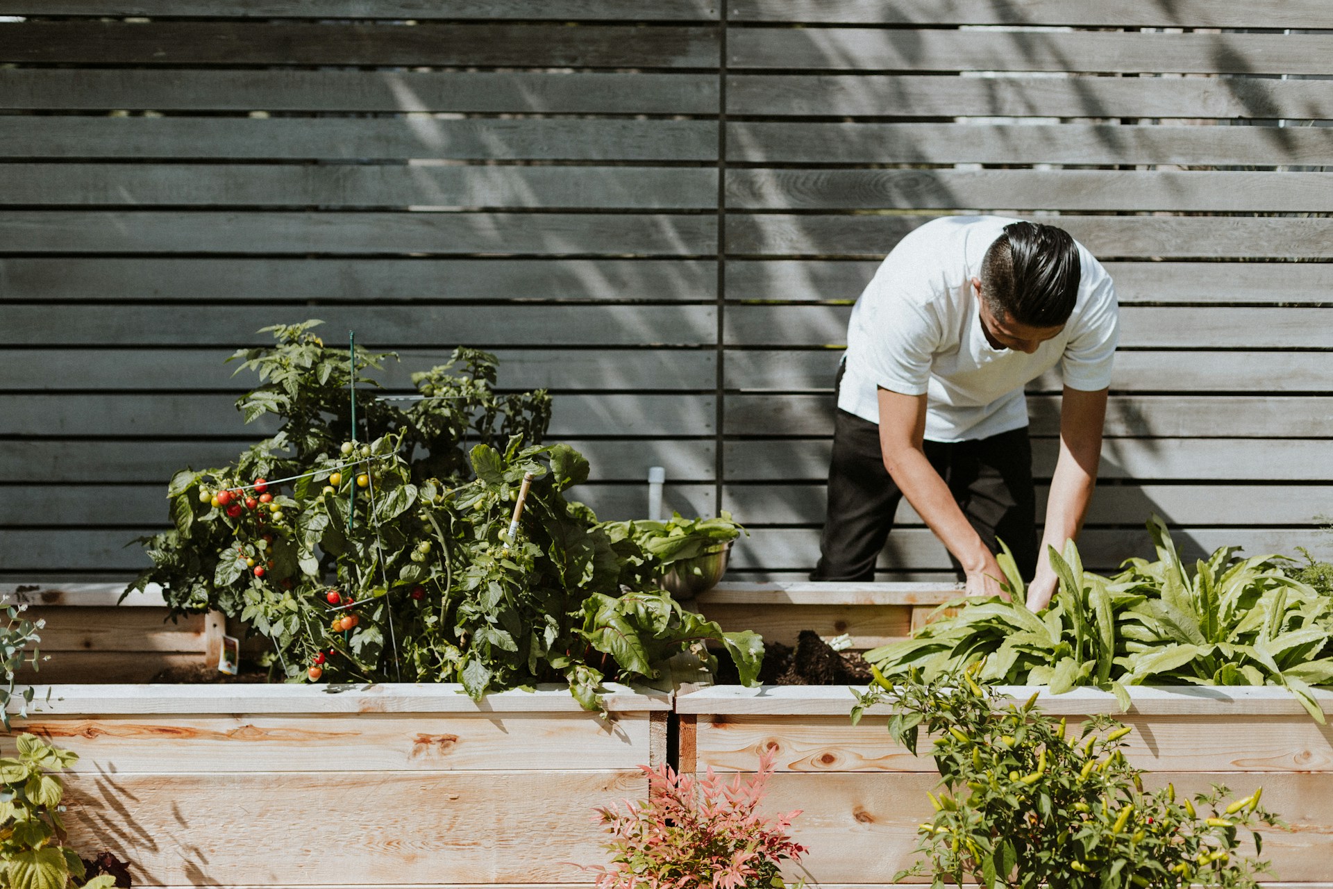 Vegetable Gardening