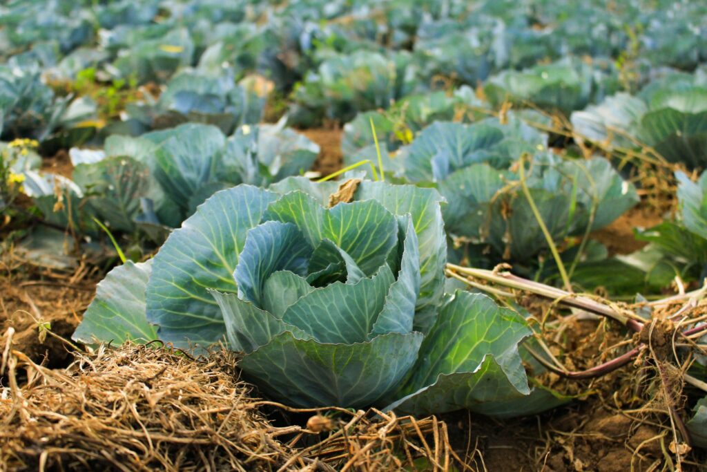 vegetable garden