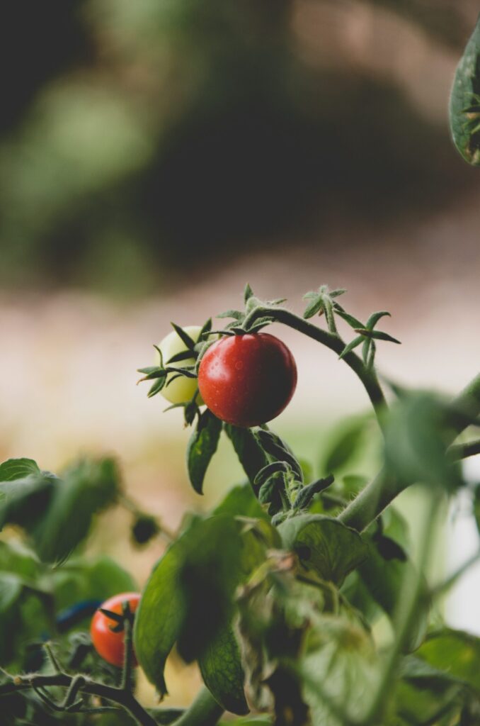 vegetables garden