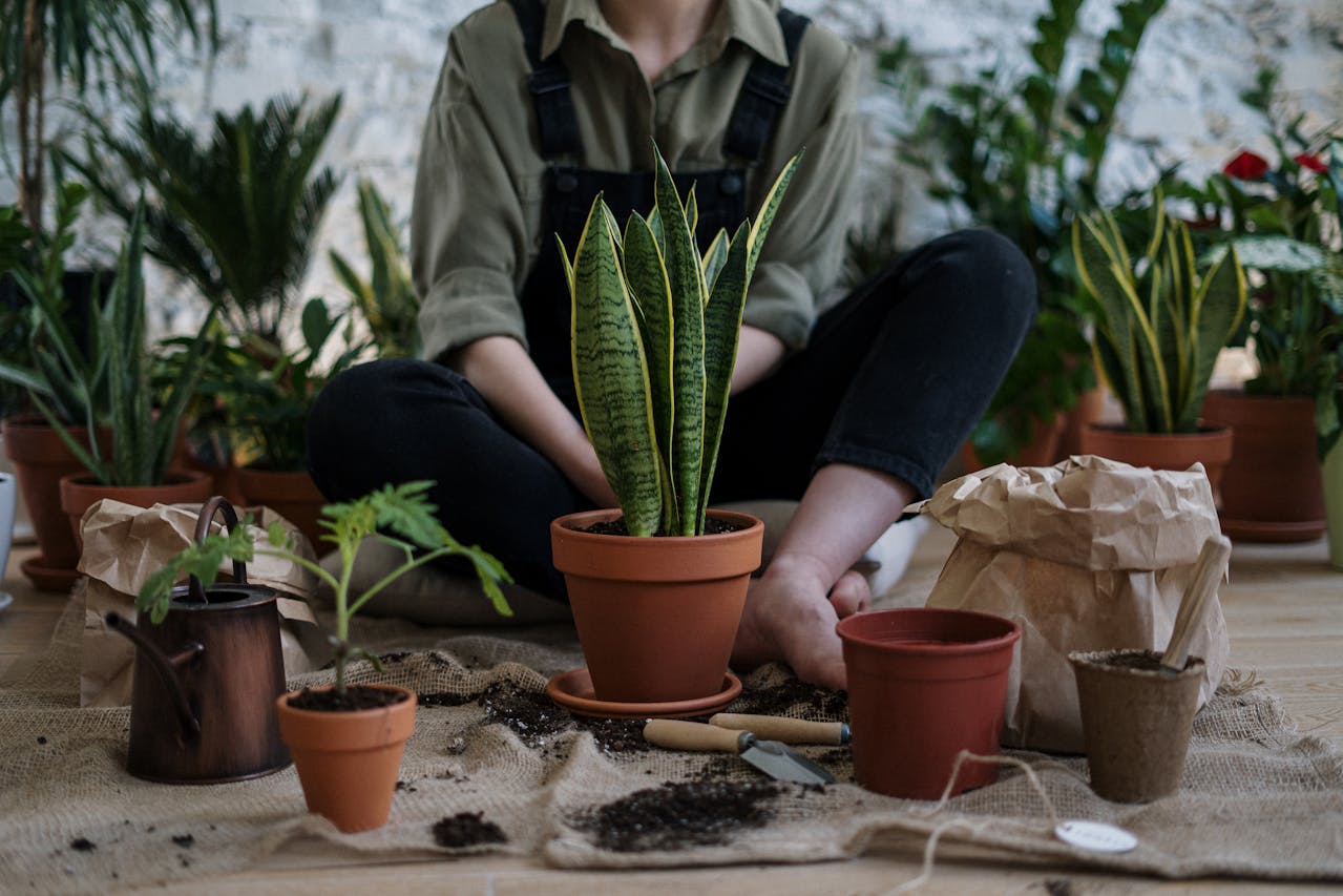 Greenery Indoors