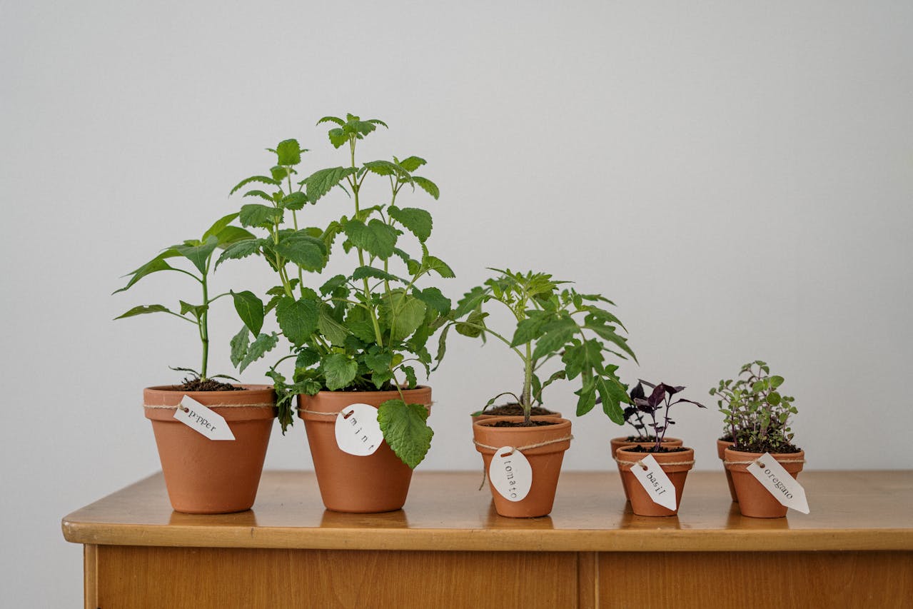 Enhance Your Space: Indoor Gardening Ideas