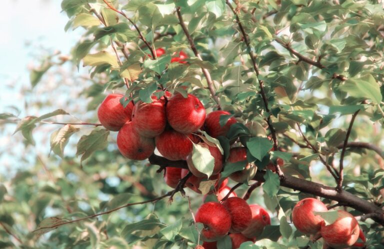 fruits garden