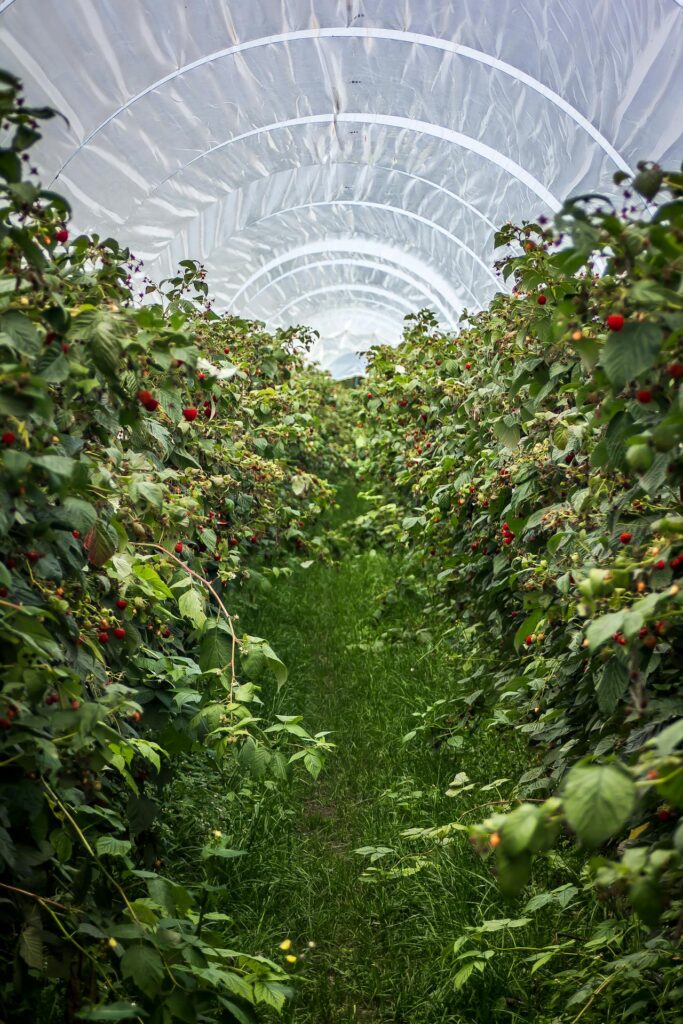 fruits gardening