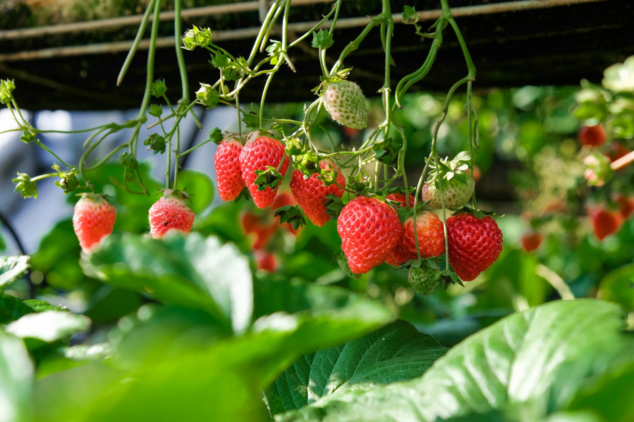 Delicious Harvests: Fruit Gardening Tips