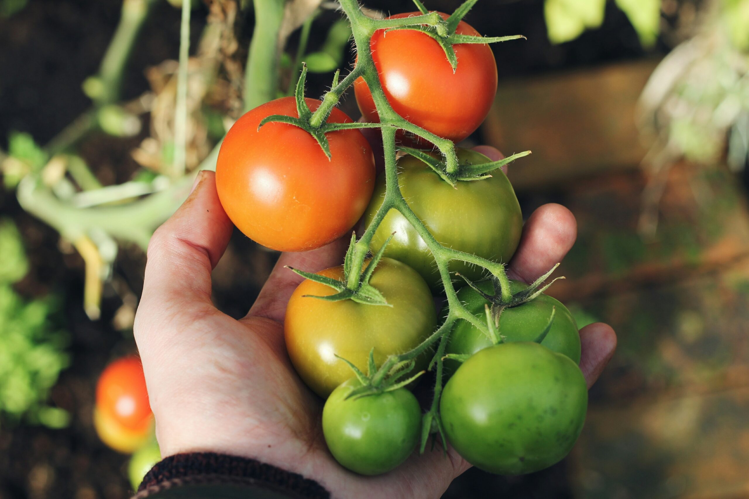 Essential Tools for a Thriving Vegetable Garden