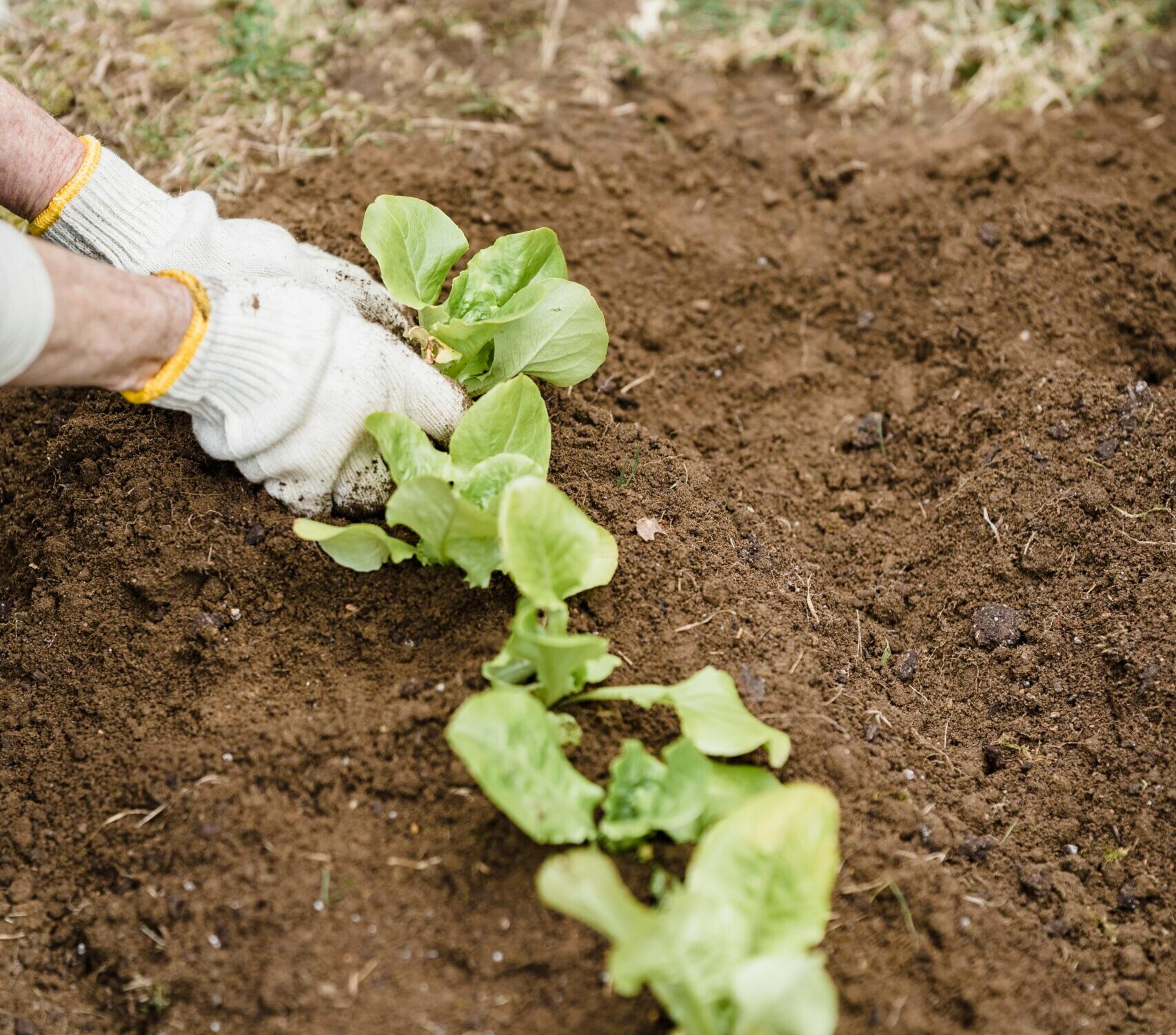 garden soil 2