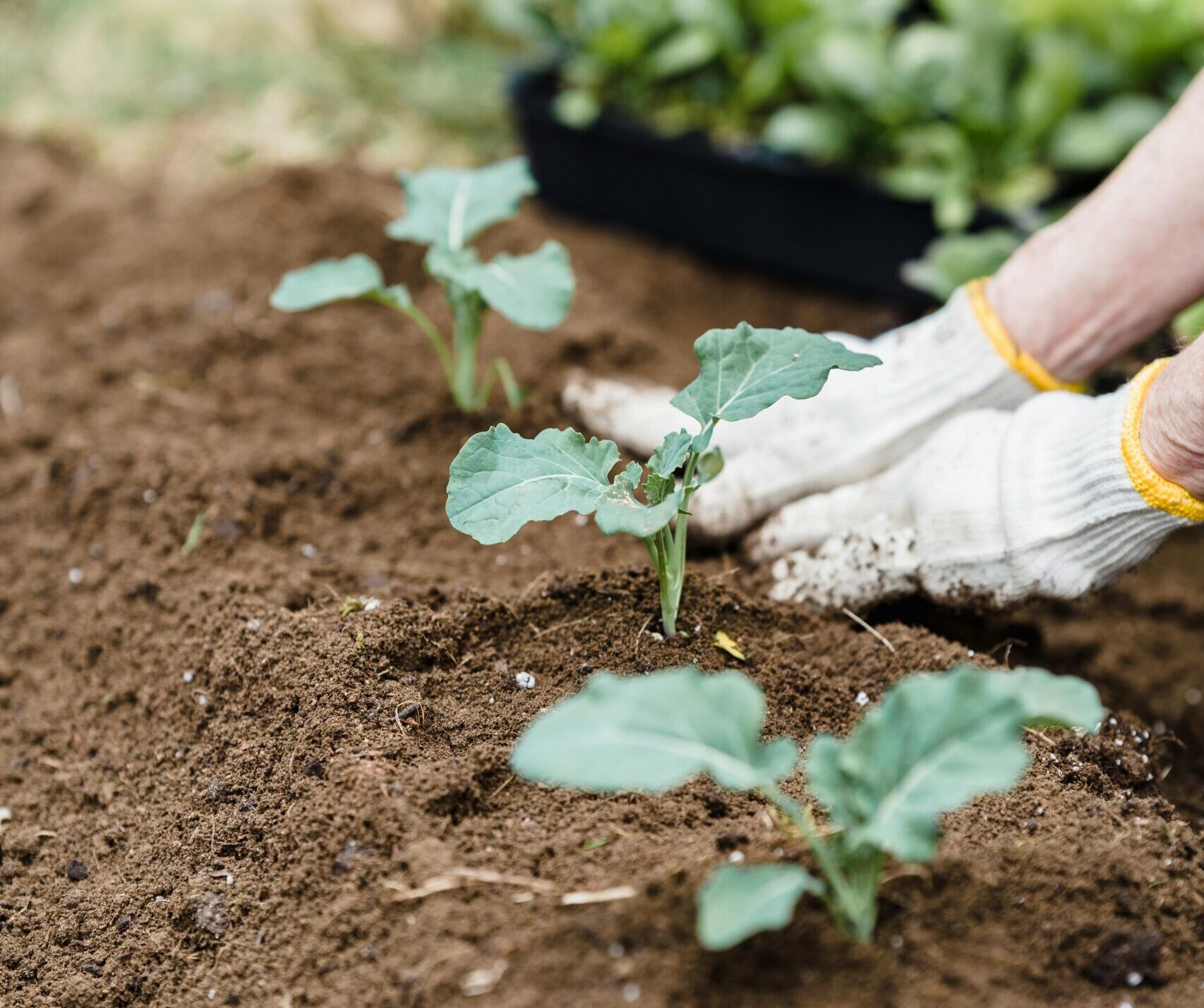 Nurturing Nature: Cultivating Healthy Garden Soil
