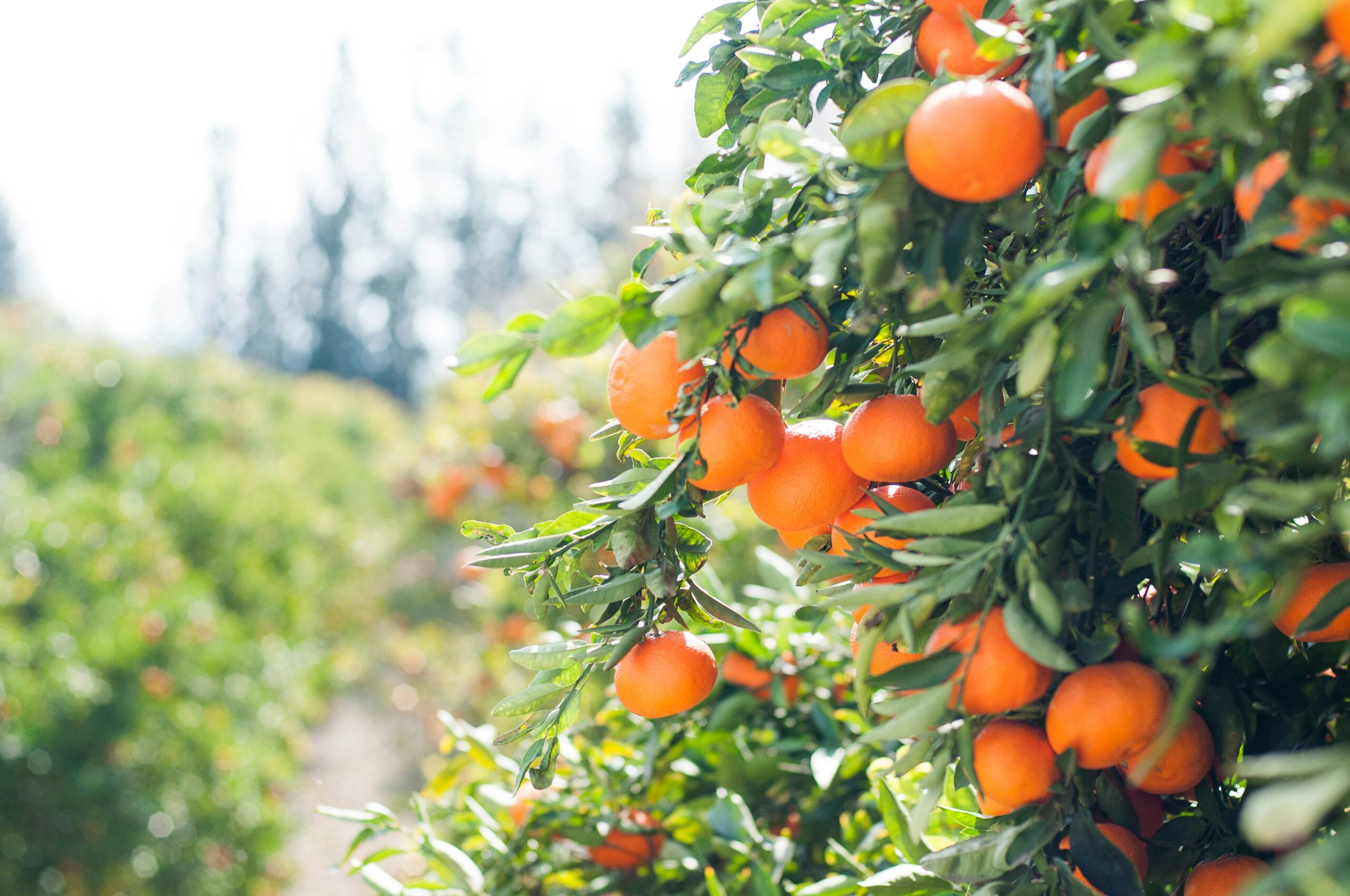 fruits with tree